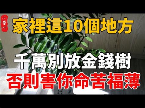 金錢樹風水2023|【金錢樹的擺放風水】金錢樹風水擺放三不要擺放在哪裡好 